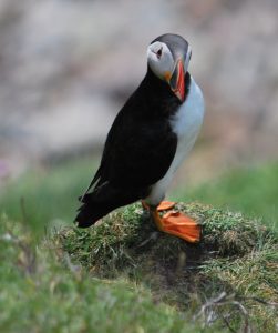 Puffin