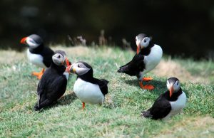 Puffins on the cliffs